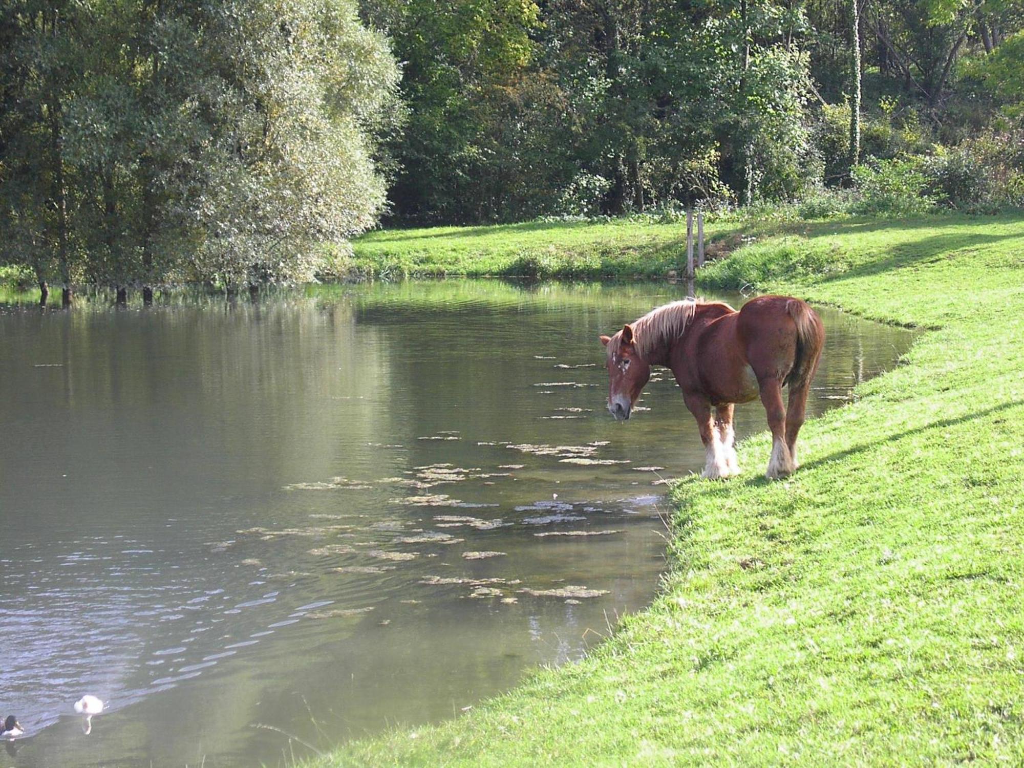 Domaine Du Moulin De L'Etang Bed & Breakfast Chatillon-sur-Marne Ngoại thất bức ảnh